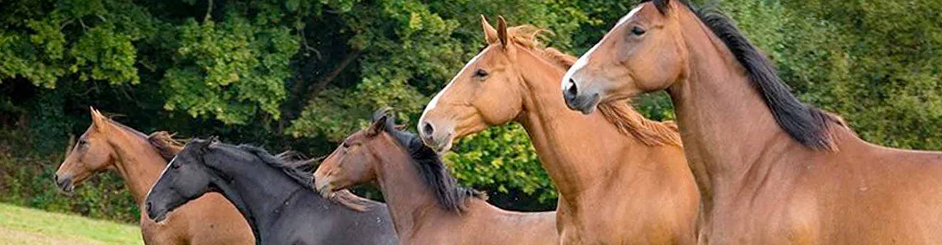 Cabalos